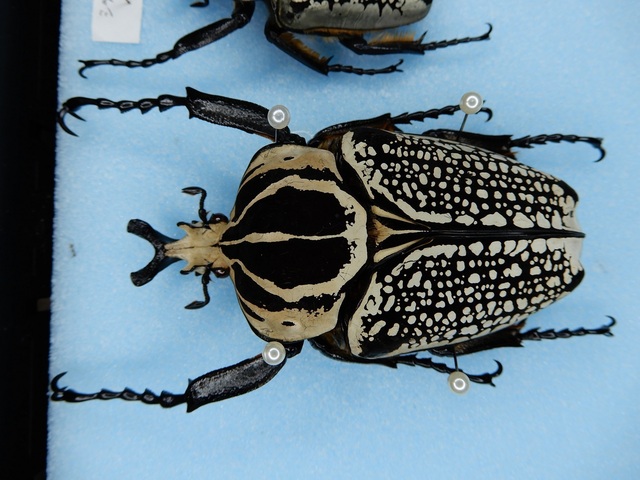 ヤンソニーテナガコガネ 昆虫標本: Beetles Breeding BLOG part2