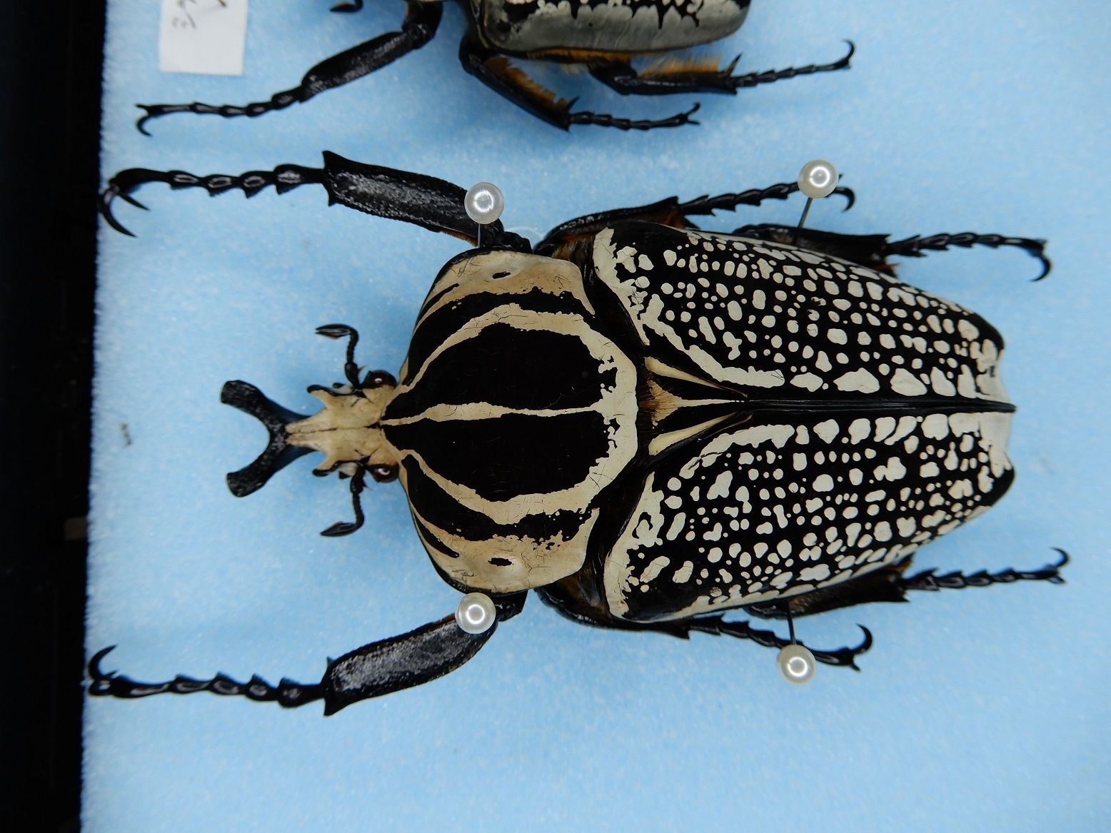 ゴライアス オリエンタリス 昆虫標本: Beetles Breeding BLOG part2