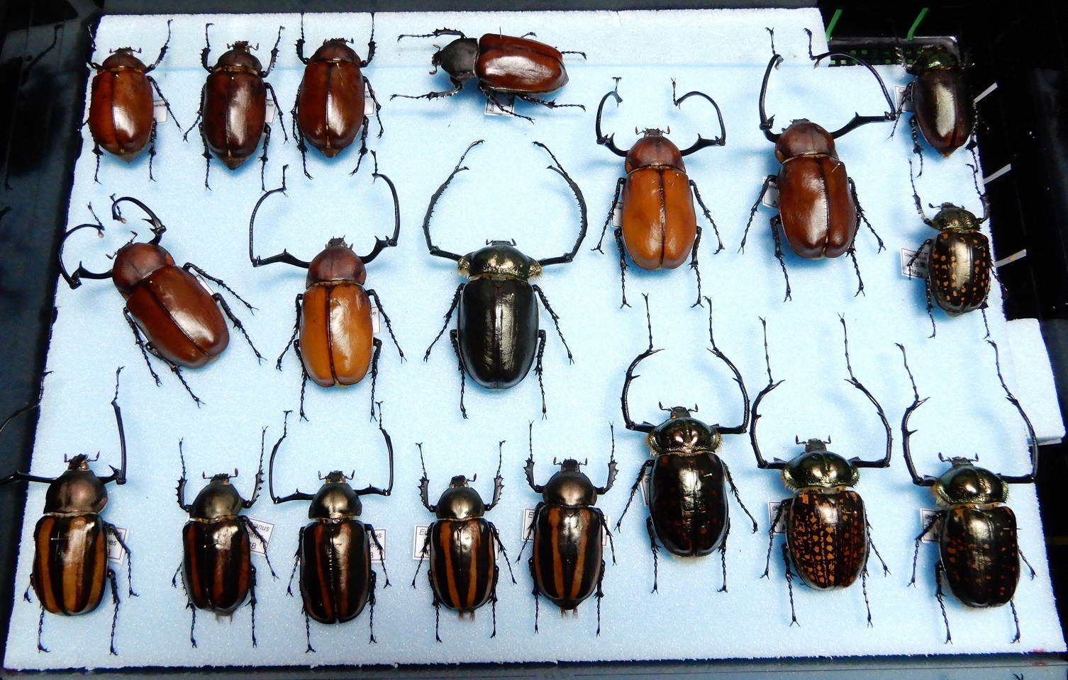 乾燥中の昆虫標本 その４: Beetles Breeding BLOG part2