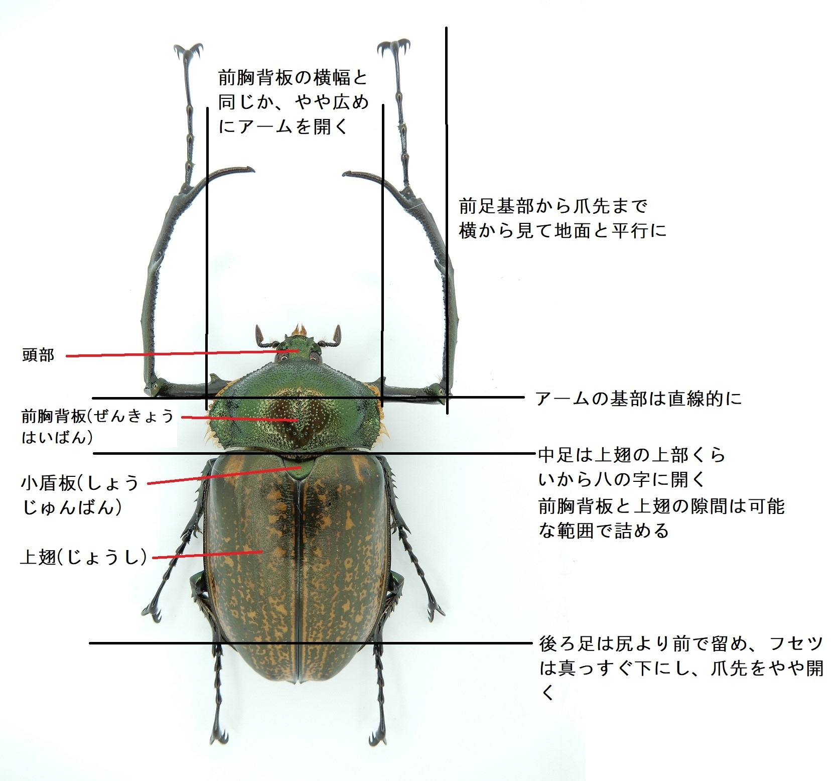 タイワンテナガコガネ 展足済 - 虫類用品