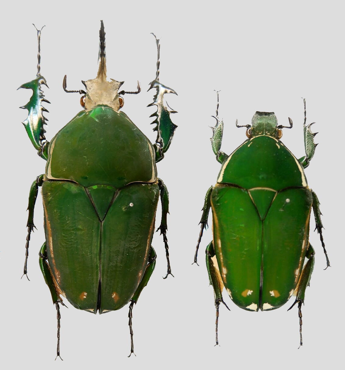 トルクアータオオツノカナブン Mecynorhina torquata immaculicollis