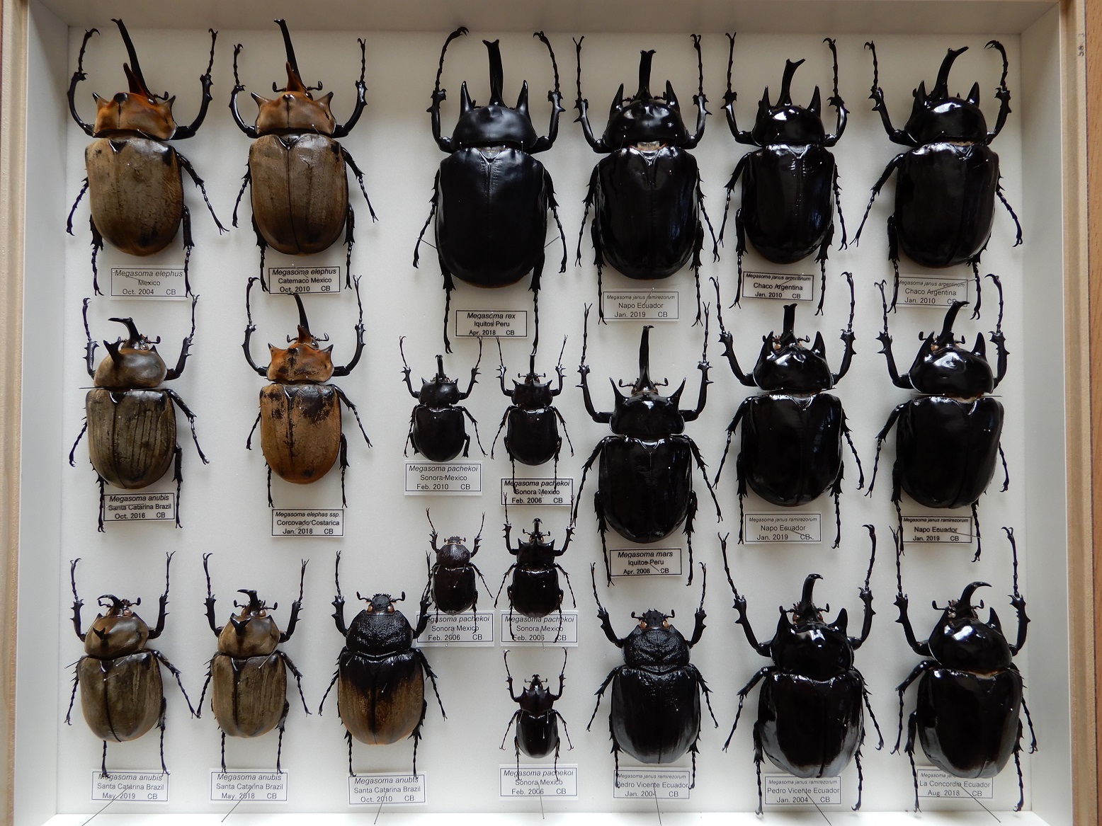 ゾウカブト標本 Megasoma: Beetles Breeding BLOG part2