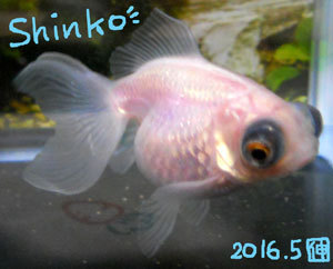 20160506_shinko.jpg