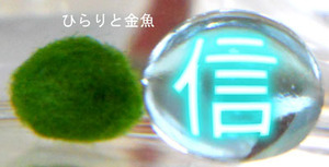 marimo_20160813.jpg