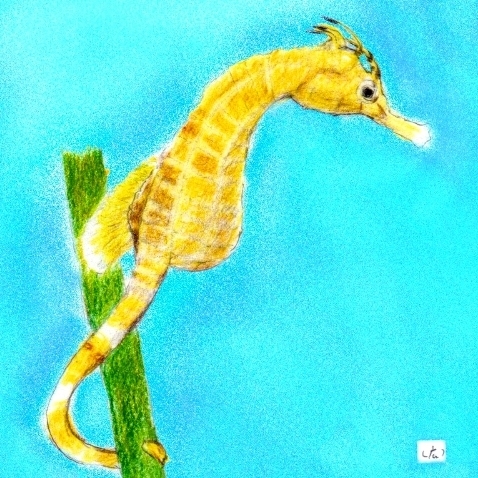 sea horse.jpg