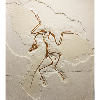 Archaeopteryxreplica043-1.jpg