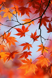 autumn-leaves_00007-1.jpg