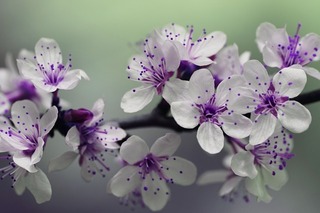 purple-flowers-g2ec7095b3_640.jpg
