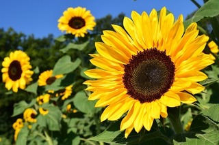 sunflower-gaf137d52e_640.jpg