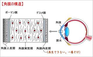 角膜構造.gif