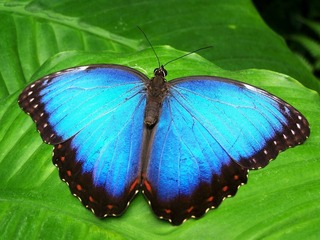 butterfly-142506_1280[1].jpg