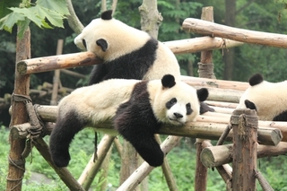 パンダの写真.jpg
