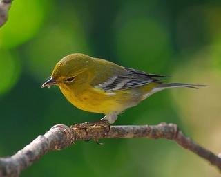 pine-warbler-1751734_640.jpg