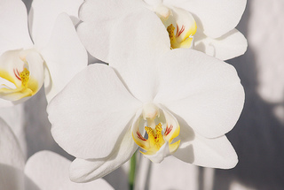 white-phalaenopsis[1].jpg