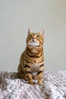 cute-bengal-cat-looking-up_181624-34559.jpg