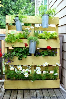 plants-in-a-pallet.jpg