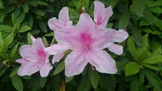 azalea 1 1428198946608.jpg