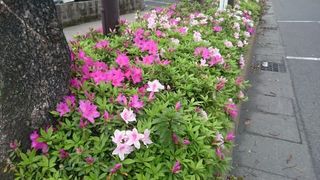 azalea 2 1428198956052.jpg