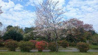 cherry blossam isoyamakouen 20160408 1460078953645.jpg