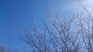 cherry blossam reimeika 20160402 1459559774582.jpg