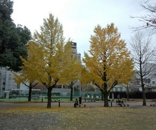 ginkgo yellow leaves kyoken koen_20141211_111704-1.jpg