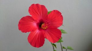 hibiscus 20150610 1433895027504.jpg