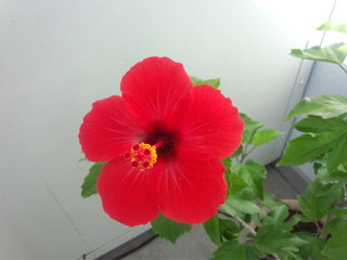 hibiscus_20141024_094004.jpg