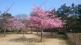 kawadu zakura1 20150220 1424405132376.jpg