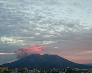 red coral sakurajima 20150118 1421578703051.jpg