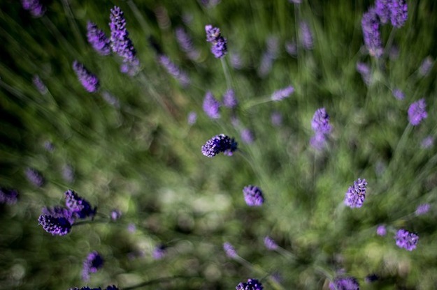 lavender-847650_640.jpg