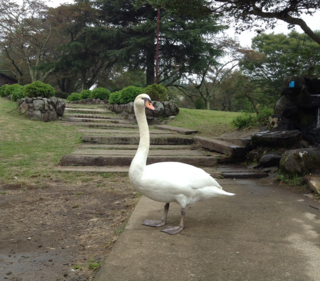 20150926-2_白鳥立ち姿.png