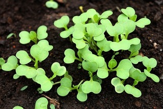 bok-choy-growing-2081445_640.jpg