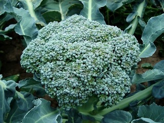 broccoli-494754_640.jpg