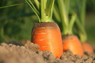 carrot-1565597_640.jpg