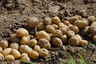 potato-983788_640.jpg