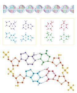 dna-4574319_1920-250x300.jpg