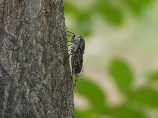 cicada-3387493_1920.jpg