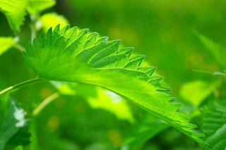 stinging-nettle-474351_1920.jpg