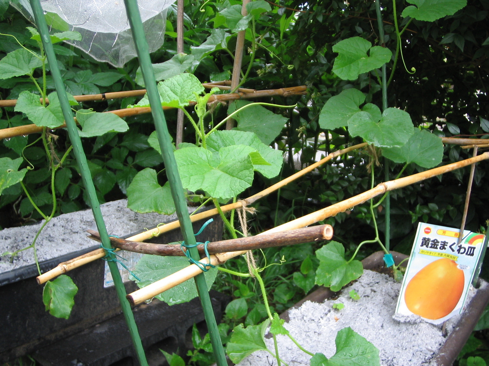 家庭菜園周辺研究所 害虫対策で草木灰 くさきはい そうもくはい を まきました マクワウリのプランター栽培