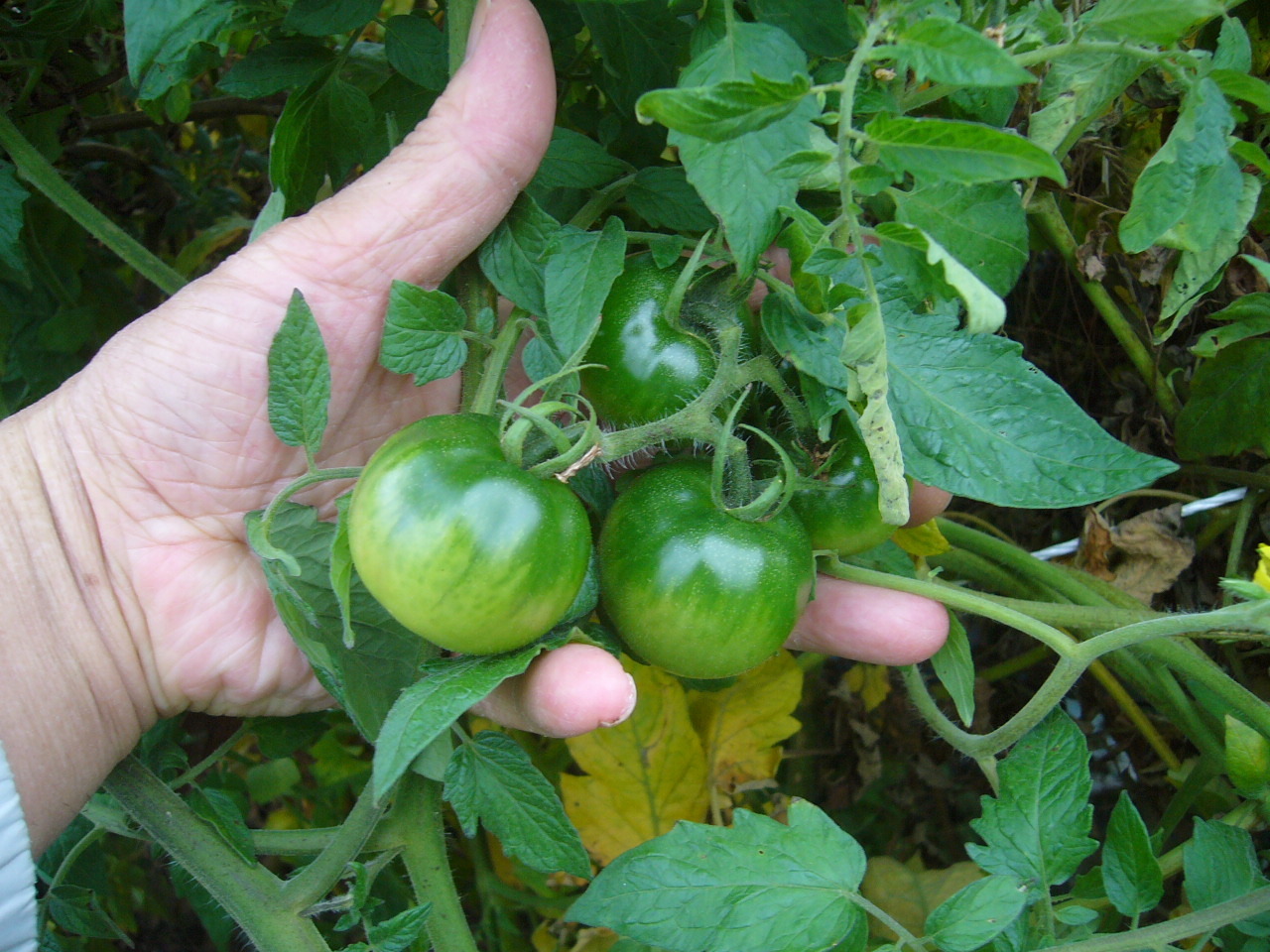 家庭菜園周辺研究所 冬トマトの緑の実が付きました
