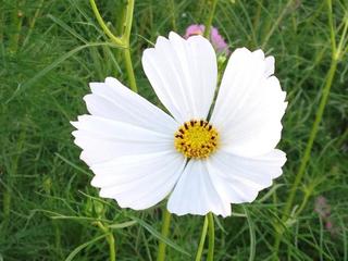 cosmos 11th Sep 2014.jpg