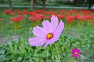 cosmos 21st Sep 2014.JPG