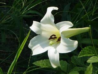 lily 23rd Aug 2014.JPG