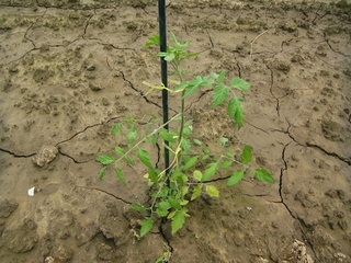 tomato 6th July 2014.JPG