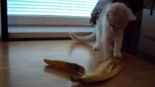 lRƃoii̐킢 Cat Battles Banana.png