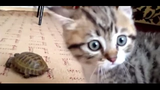 sȐ킢 qlR@ J@iEpic Battle Kitten vs Turtlej.png