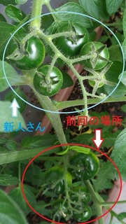 20170607tomato.jpg