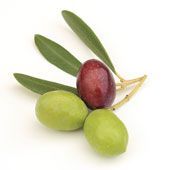 olive.jpg