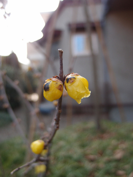 20130226.jpg