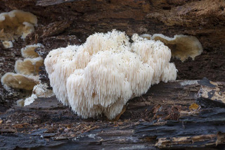 Growing-Lions-Mane-Mushroom-006.jpg